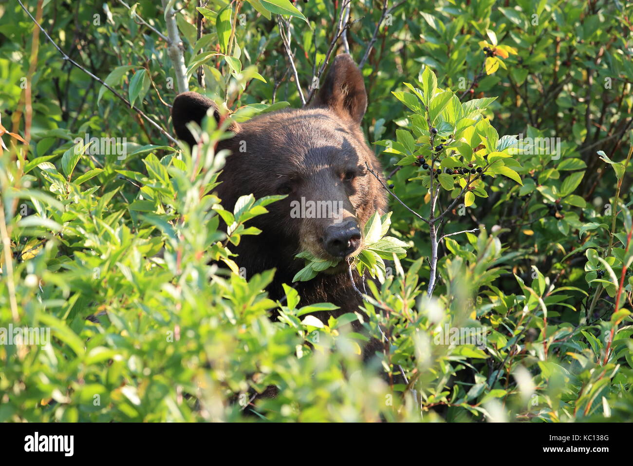 Grizzly bear (Ursus arctos horribilis), Glacier National Park, Montana, United