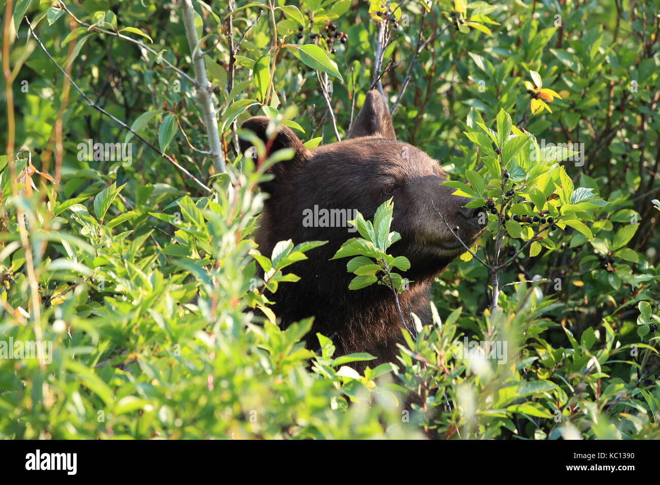 Grizzly bear (Ursus arctos horribilis), Glacier National Park, Montana, United