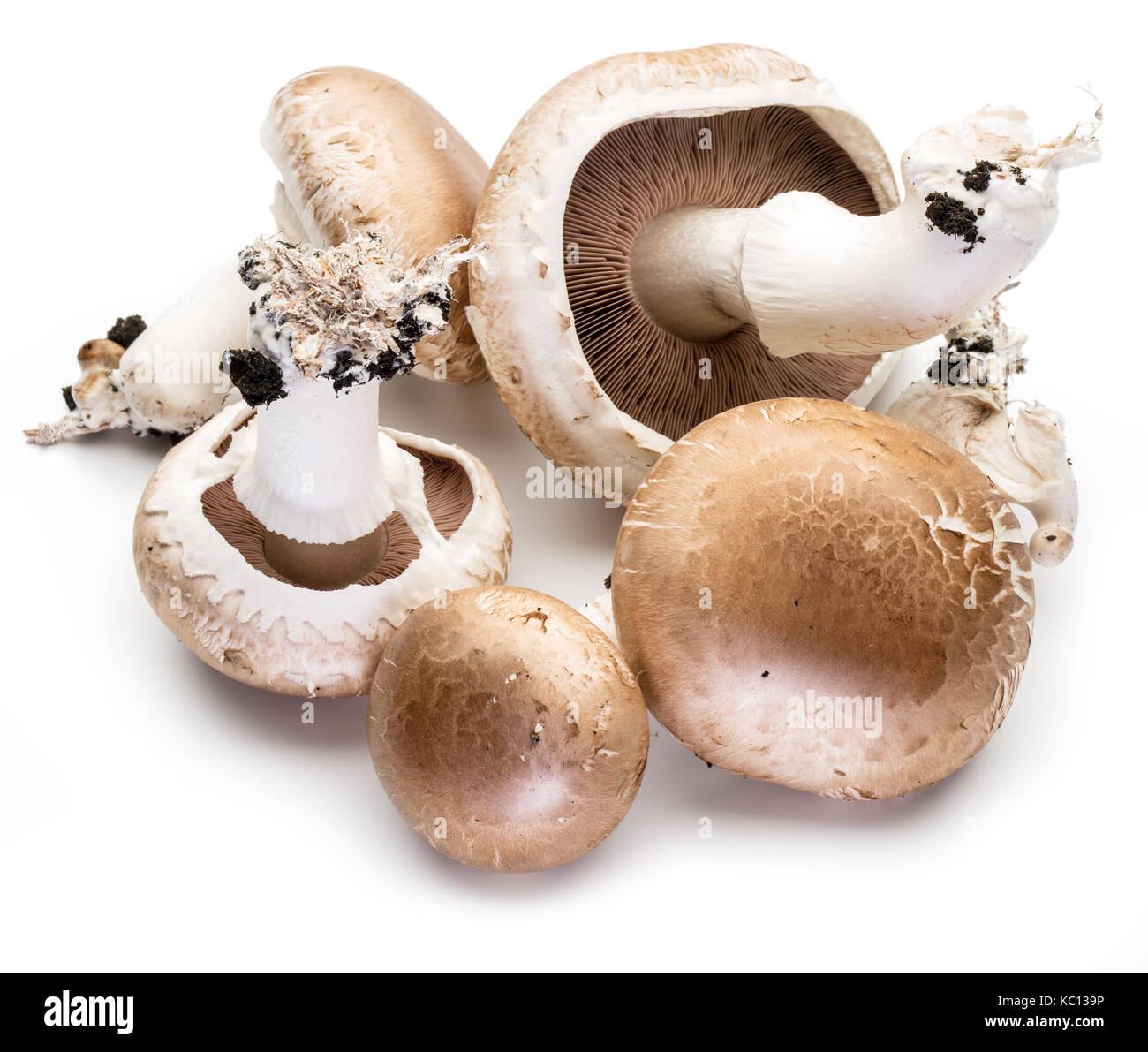 Champignon mushrooms on the white background. Stock Photo