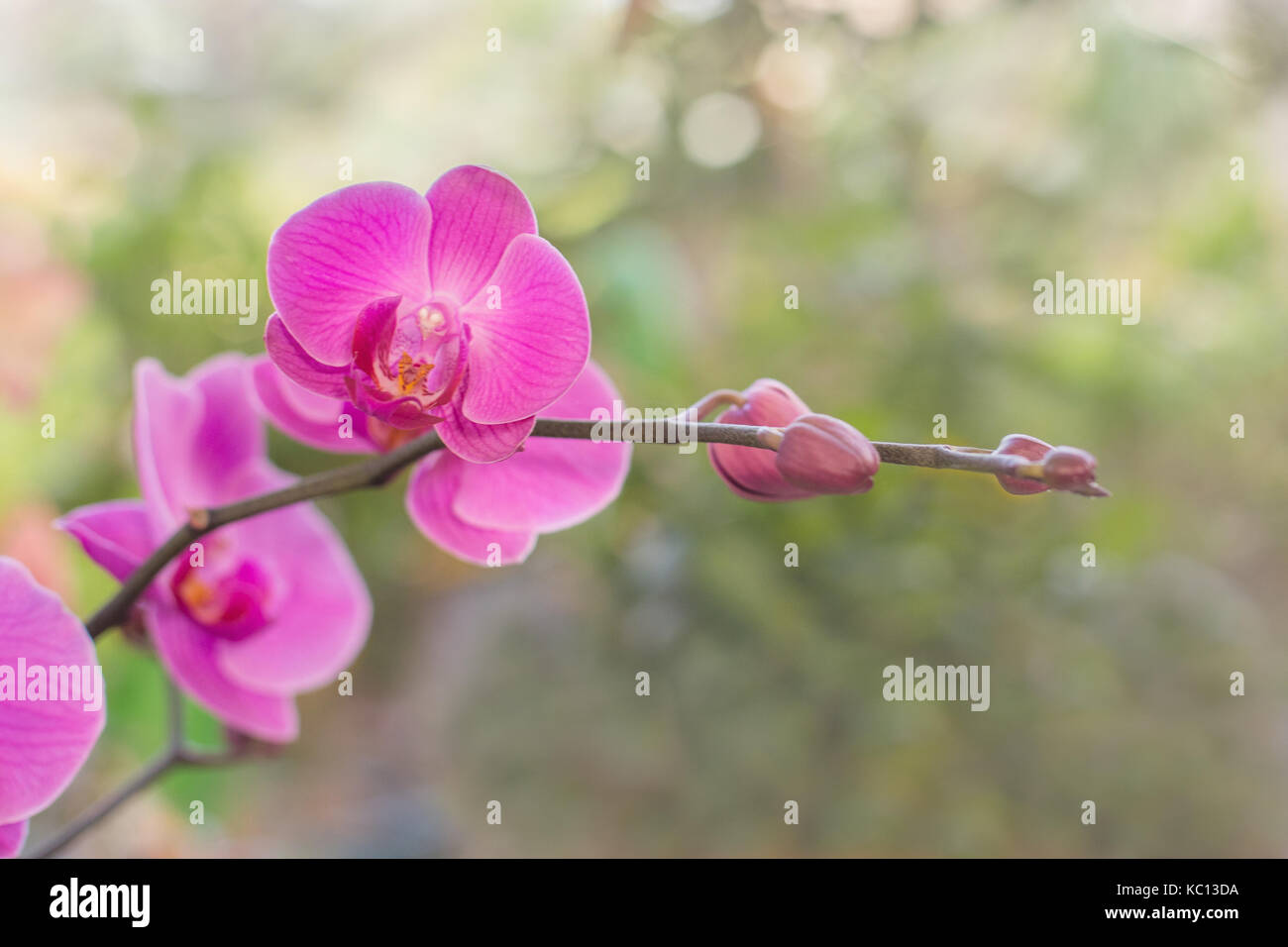 Pink Orchid flower branch growth close up on green DOF background beautiful plant with a bud and Petals image Stock Photo