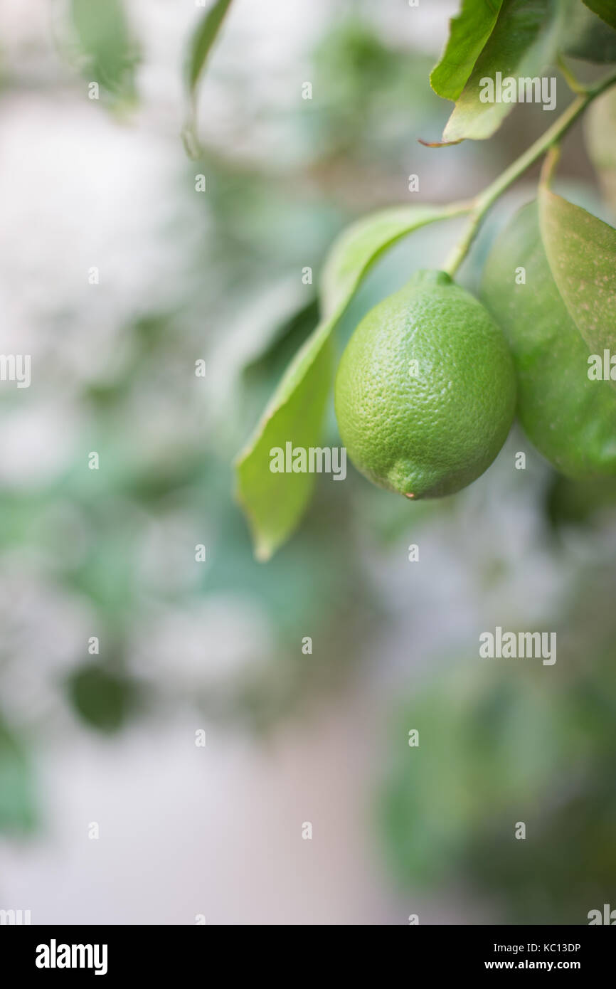 Green lemon hanging on a branch with leaves DOF background fresh fruit ...