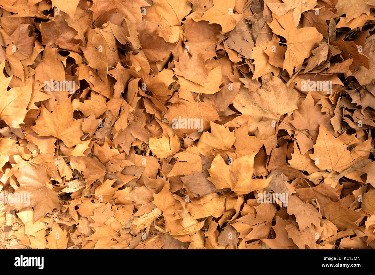 autumn carpet in the forest made of dry maple leaves Stock Photo - Alamy