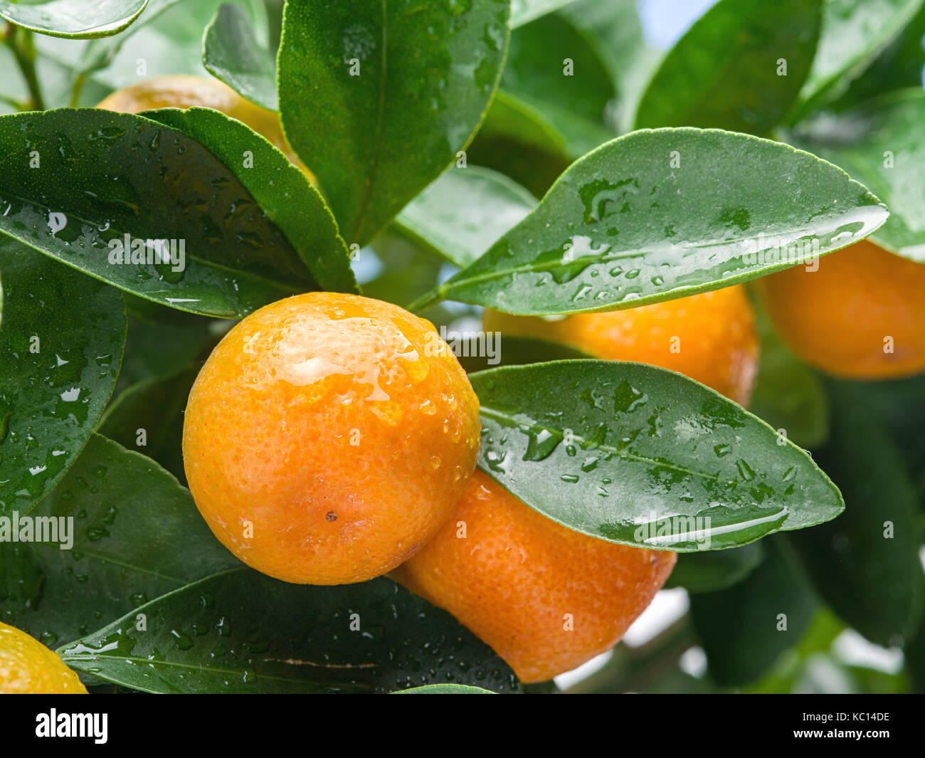 Tangerine Tree Ripe Ripe tangerine fruits on the tree. Blue sky background Stock Photo - Alamy