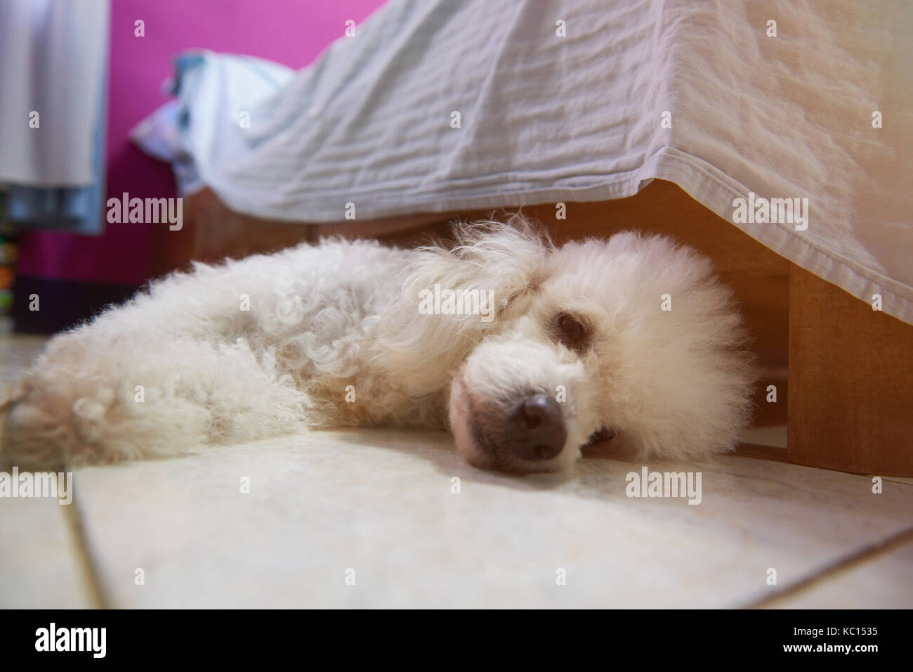 Depressed white poodle dog lay on room floor next to bed Stock Photo