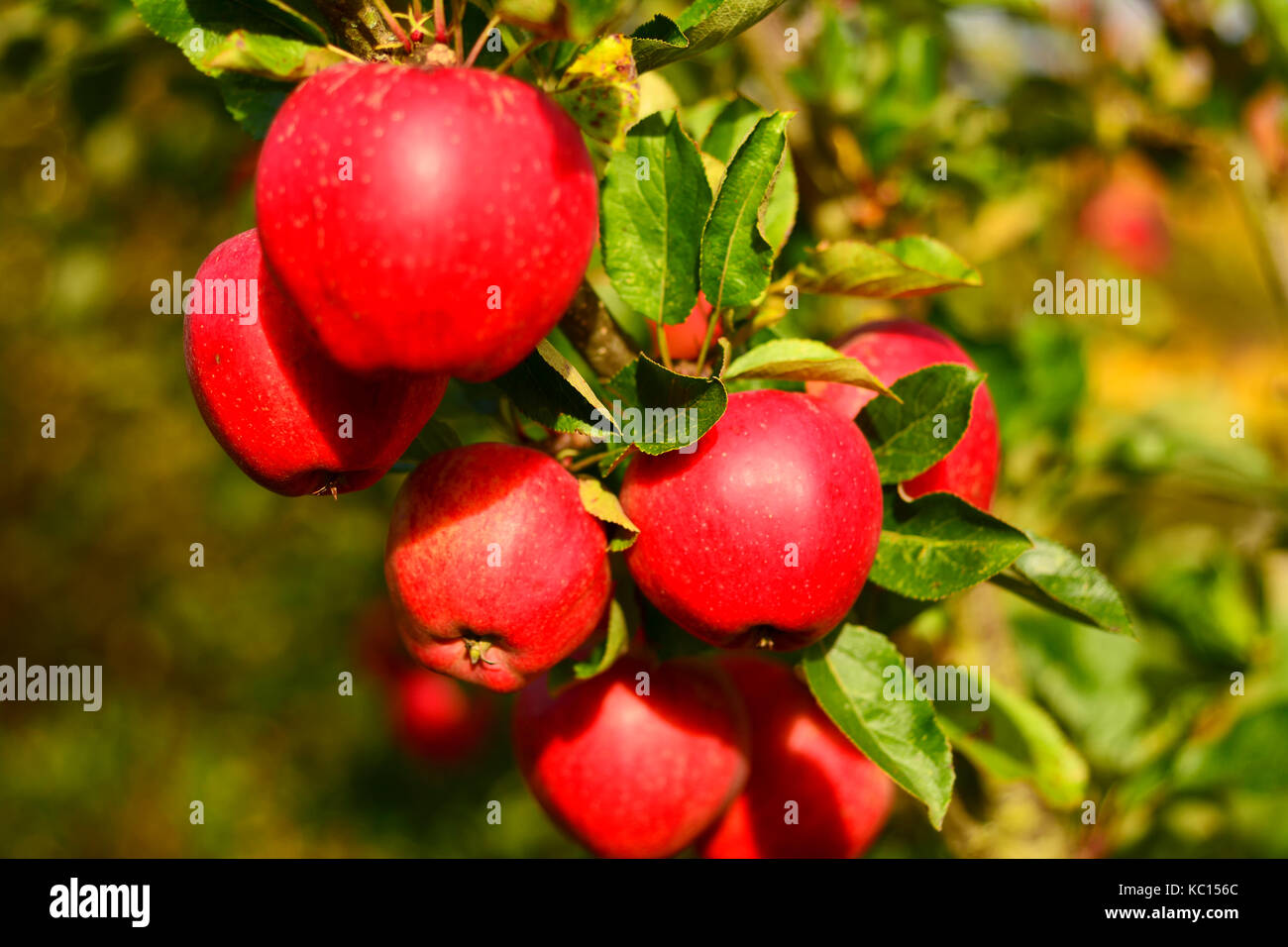A bunch of Bright Red Apples on a tree branch in an orchard Stock Photo