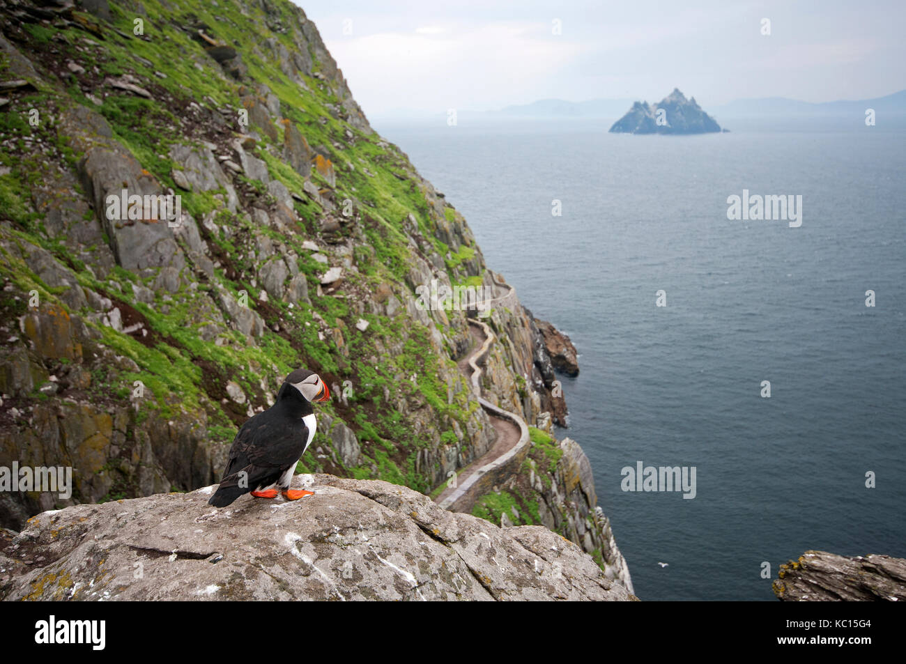 Puffin (Fratercula arctica) at Skellig Michael Island, in the background Little Skellig, Conty Kerry, Ireland Stock Photo