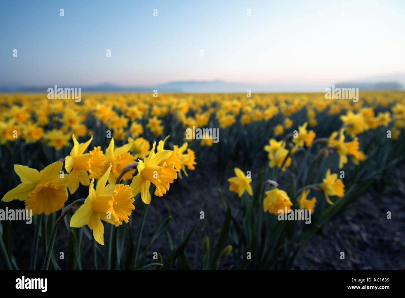 Daffodil field, Skagit Valley, Mount Vernon, Washington State, USA