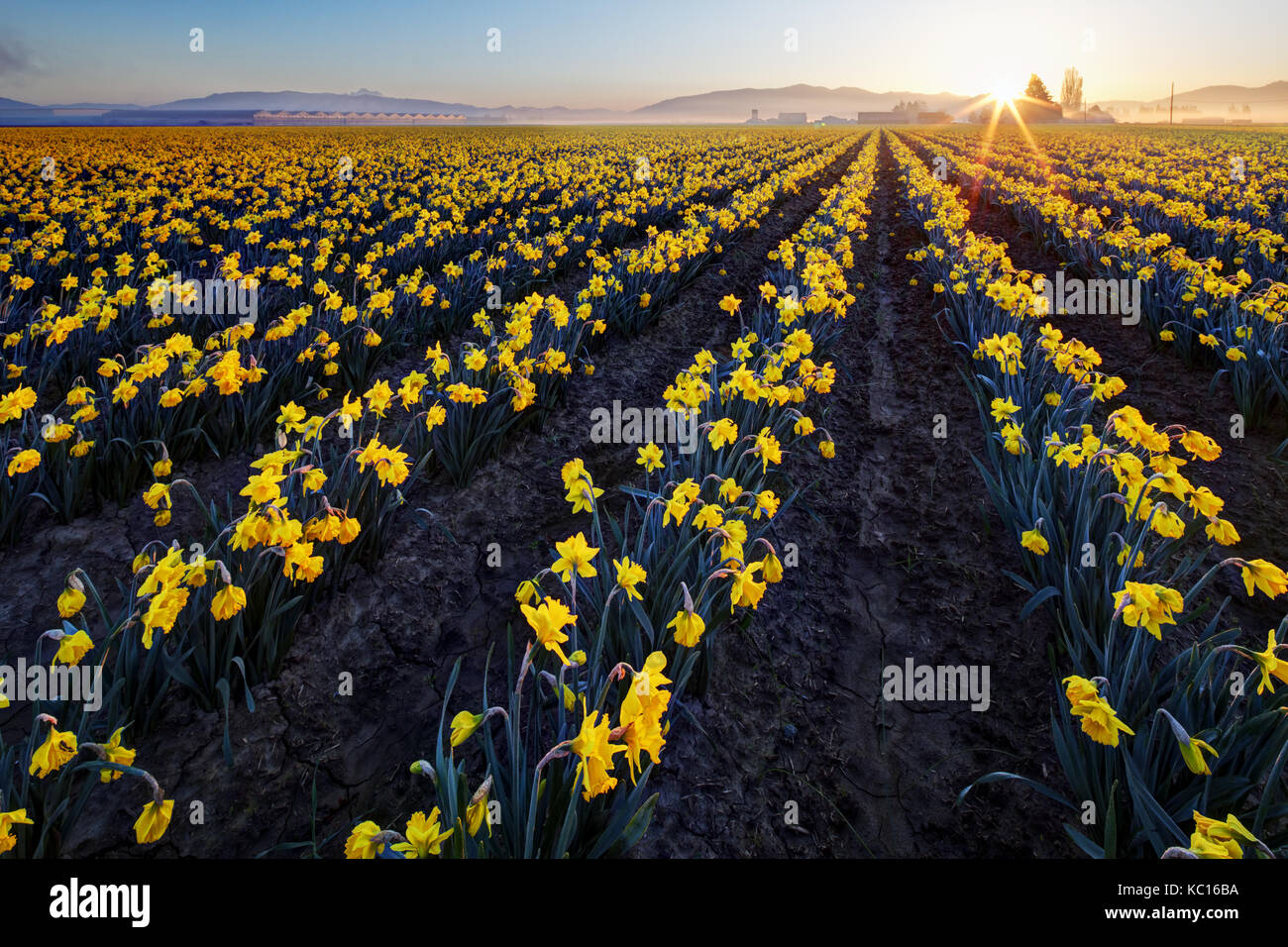 Daffodil field, Skagit Valley, Mount Vernon, Washington State, USA Stock Photo