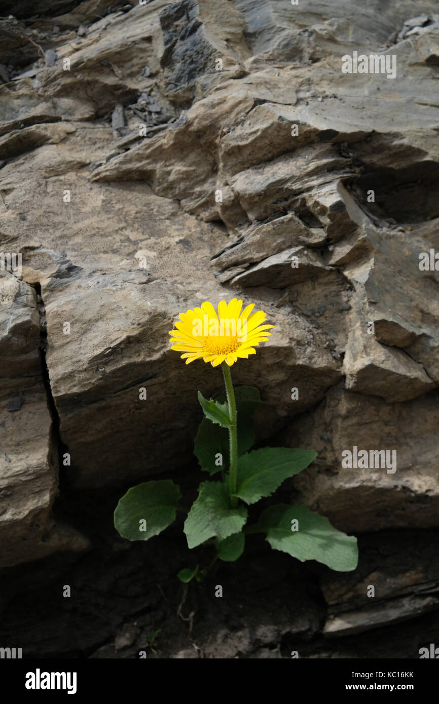 Alpine Hawkweed in rocks on path below Point Rousse des Chambres, Tour Des Dents Blanches, Alps Stock Photo