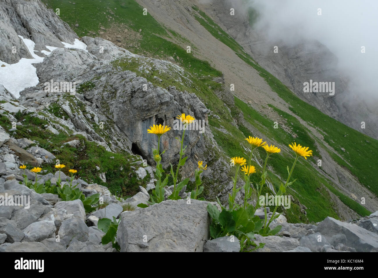 Alpine Hawkweed on path approaching Col des Chambres, Tour Des Dents Blanches, Alps Stock Photo
