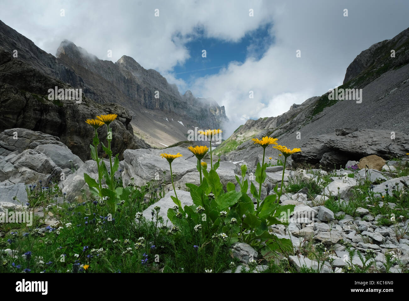 Looking down the valley from the Col des Chambres towards Pointe Rousse, Alpine Hawkweed in the foreground, Tour Des Dents Blanches, Alps Stock Photo
