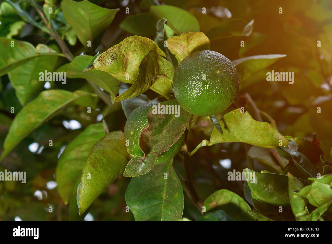 One lime hanging on tree. Growing lime on natural environment Stock