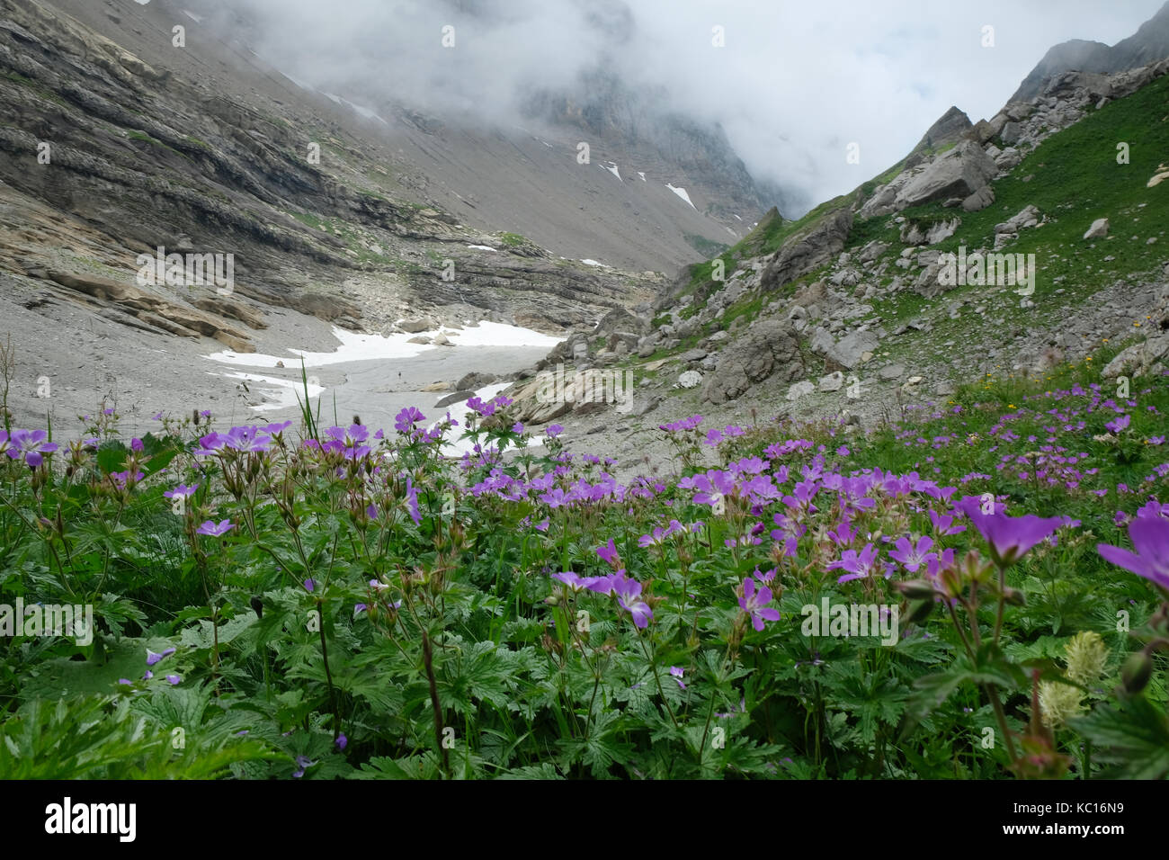 Looking down the valley from the Col des Chambres towards Pointe Rousse, purple Alpine Geranium flowers in the foreground, Tour Des Dents Blanches, Al Stock Photo
