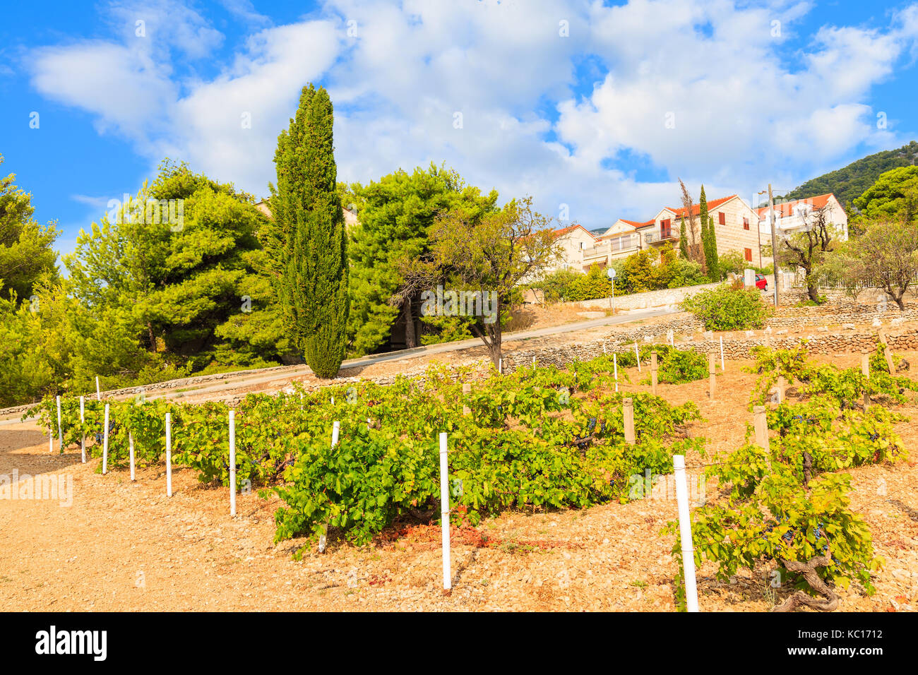 Vineyards and rural houses in Bol town, Brac island, Croatia Stock