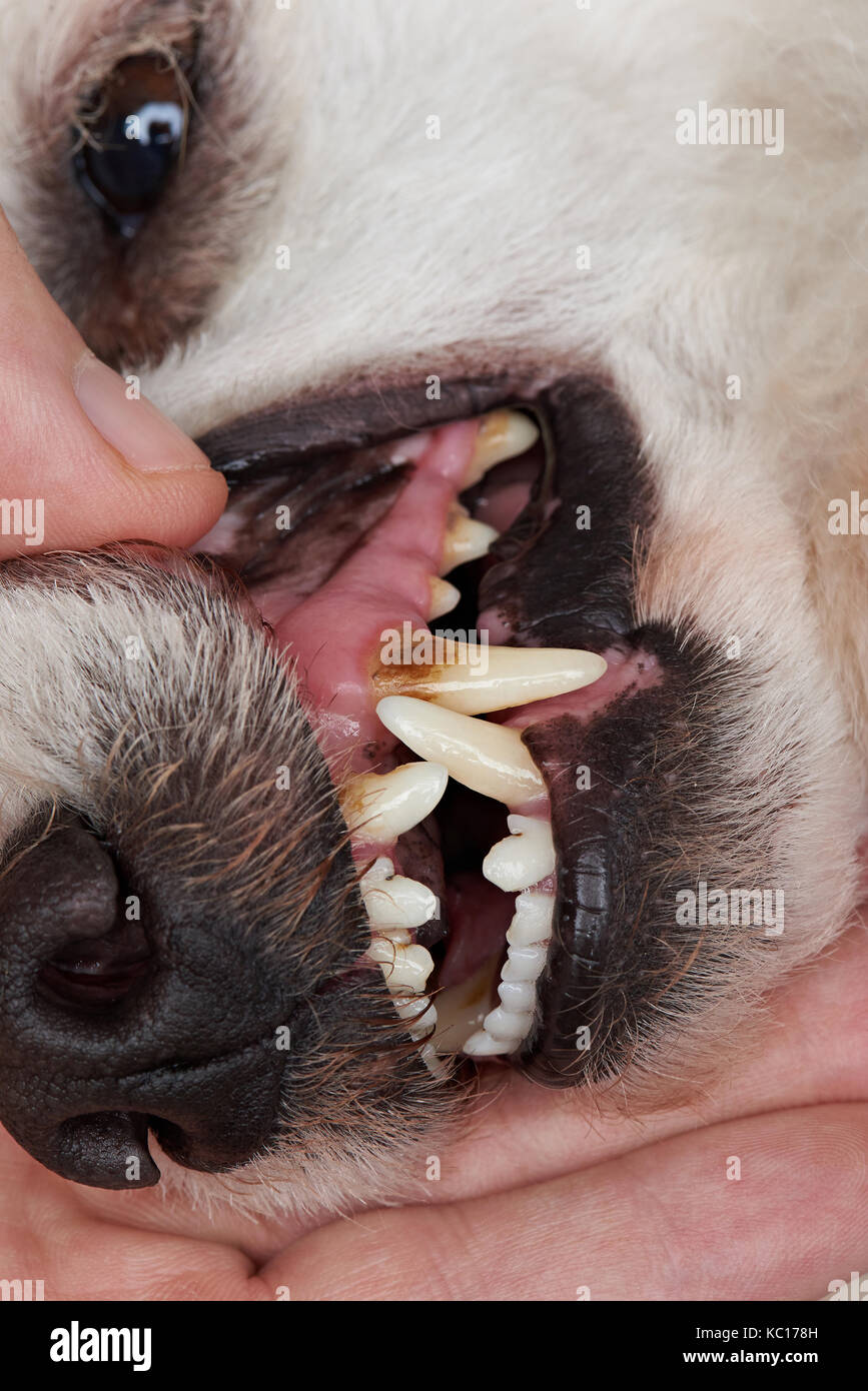 Cavity on dog teeth close-up. Veterinary dentist care of bad dog tooth Stock Photo
