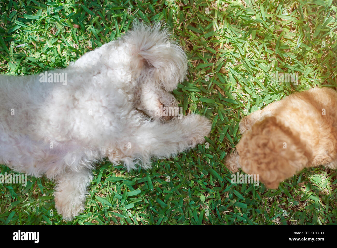 Poodle dog play with puppy on green grass summer background Stock Photo