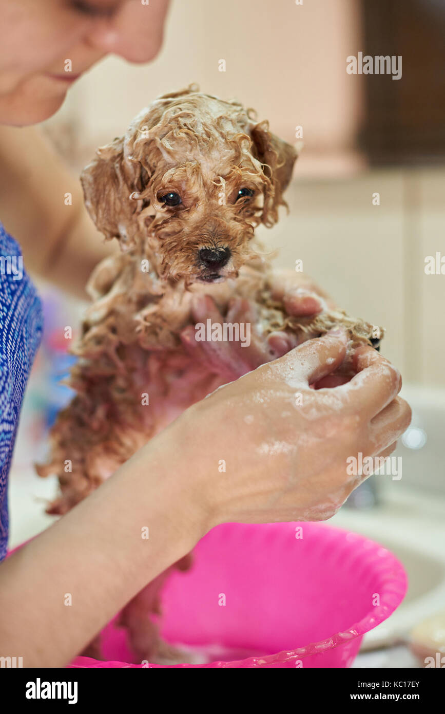 Woman clean small puppy. Washing brown poodle puppy Stock Photo
