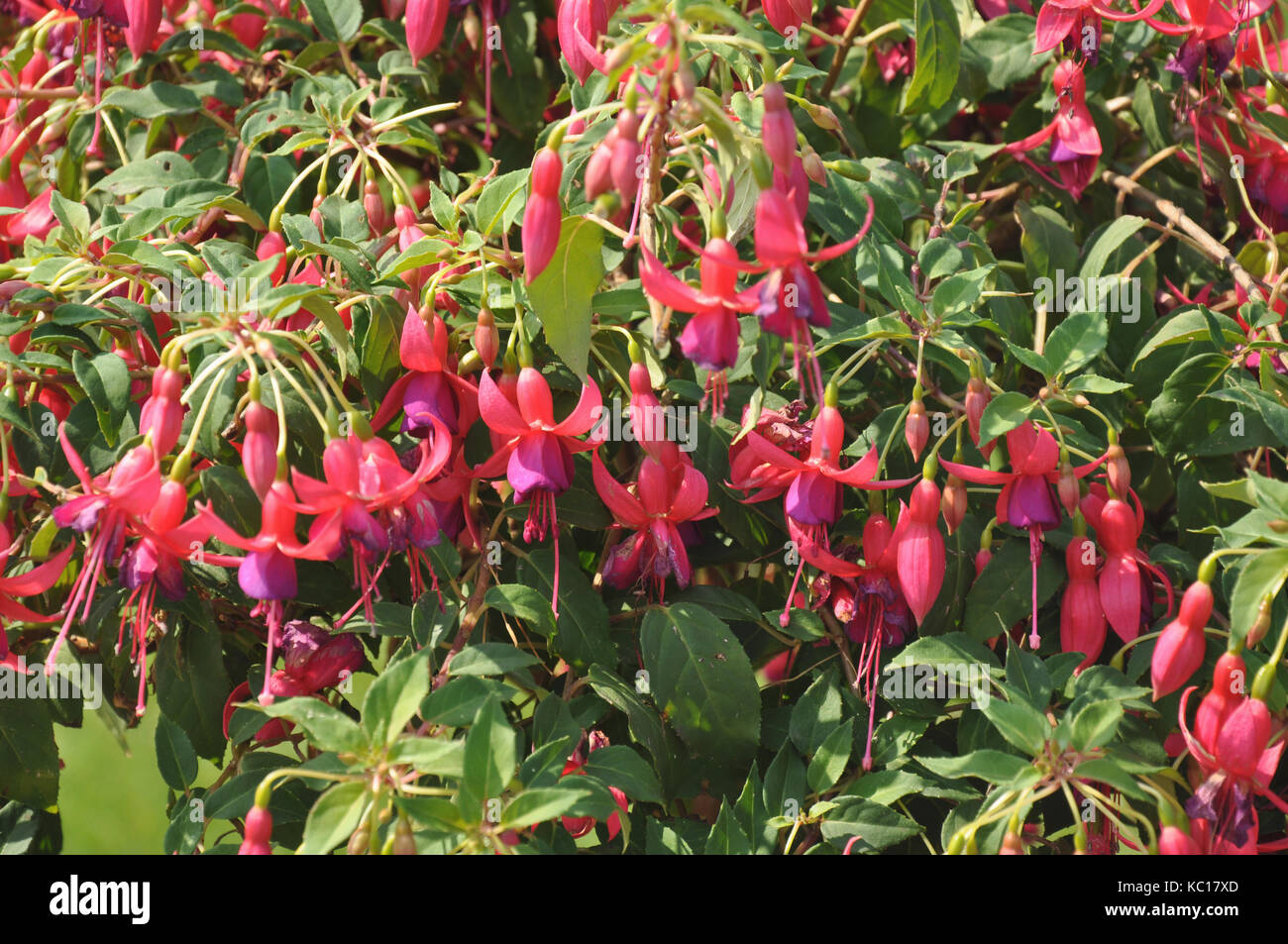 Flowers in Garden Stock Photo - Alamy