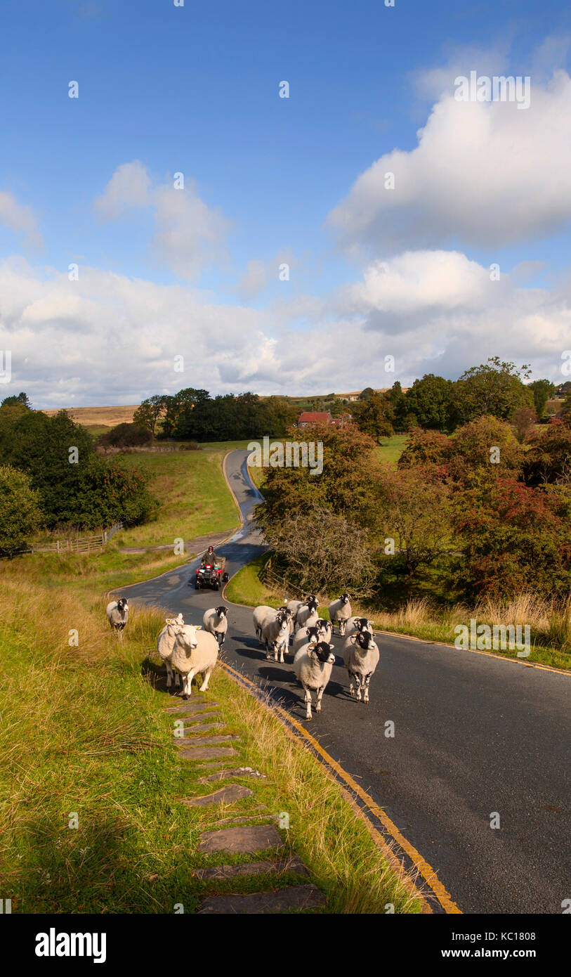 Shepherd on a quad bike driving sheep along a country road, Goathland, Yorkshire, England Stock Photo