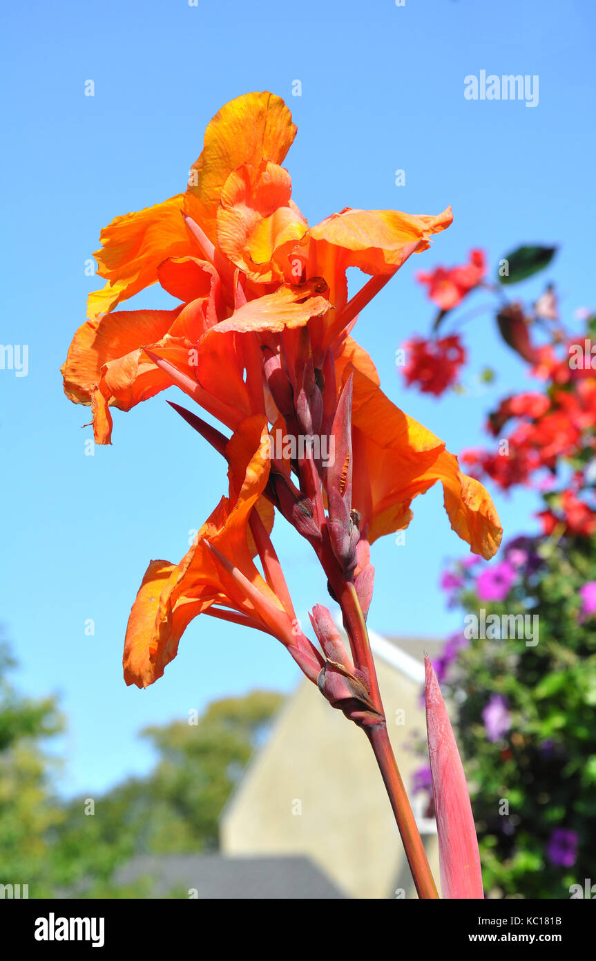 Flowers in Garden Stock Photo - Alamy