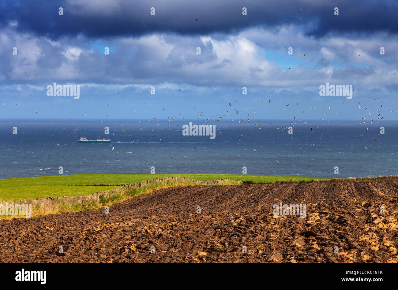 Newly tilled field with a flock of seagulls, on the North Yorkshire and Cleveland Heritage Coast, behind is the North Sea with a passing ship. England Stock Photo