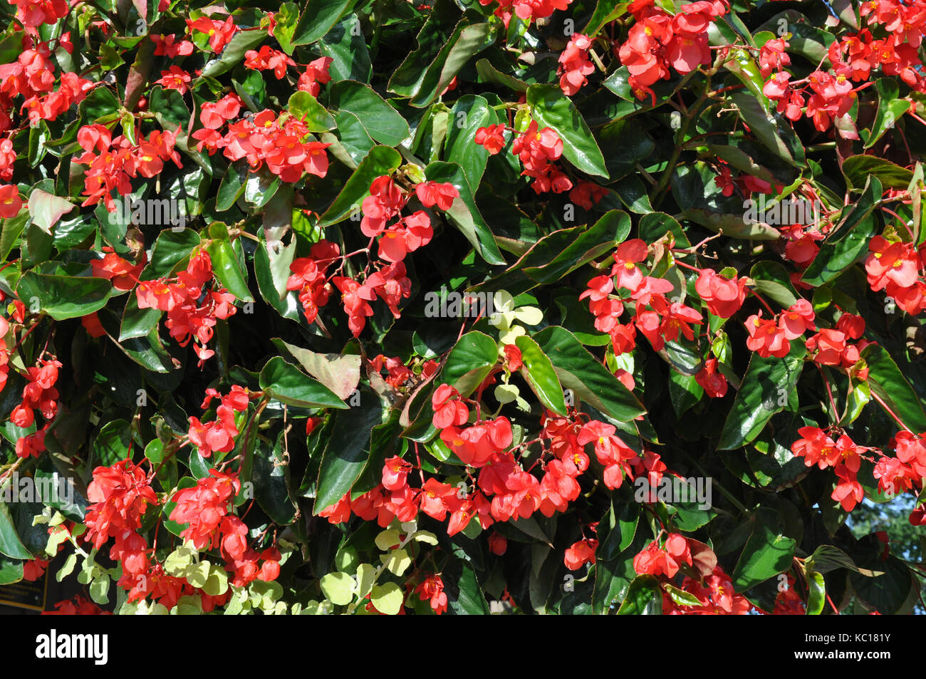 Flowers in Garden Stock Photo - Alamy