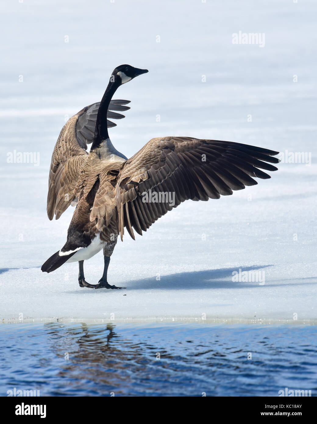 A Canada goose standing on ice in the lake stretching and flapping his wings to clean his feathers, looking like he is conducting a symphony. Stock Photo