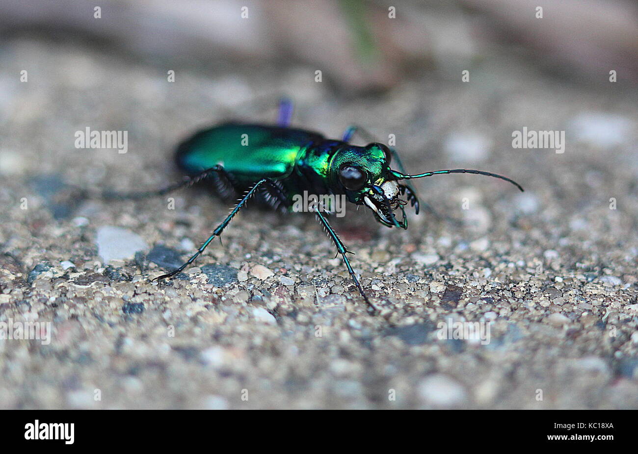 green tiger beetle (Cicindela campestris) Stock Photo