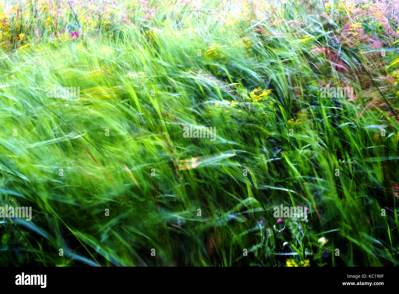 Green weeds and grass stalks blown in the wind with intentional motion blur using slow shutter speed Stock Photo