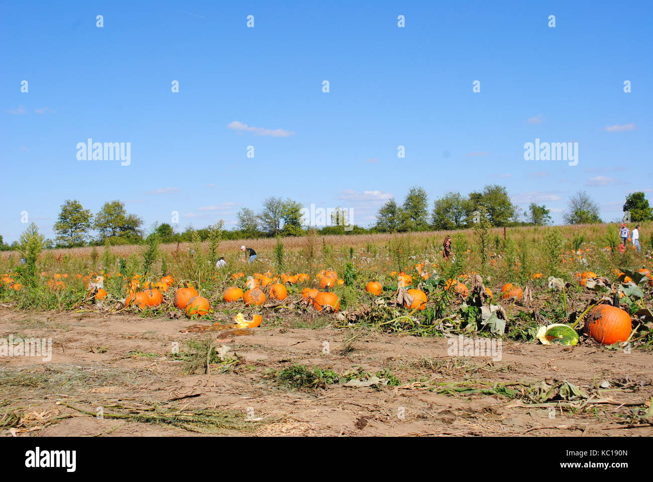 A pumpkin patch with people picking pumpkins Stock Photo