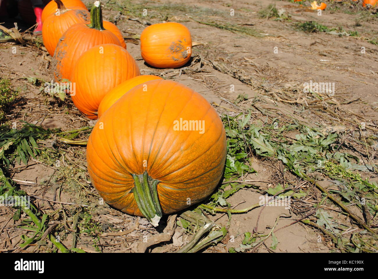 Several pumpkins Stock Photo