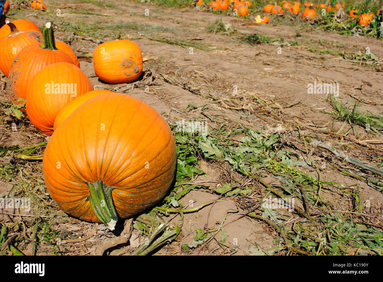 Pumpkins Stock Photo