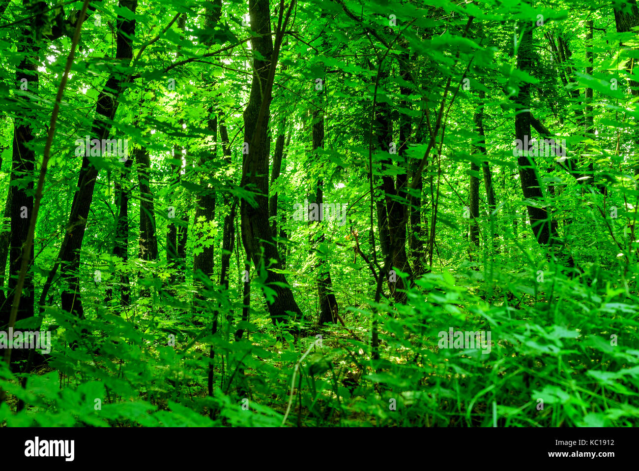 Lush green nature forest background with tree trunks and green leaves ...