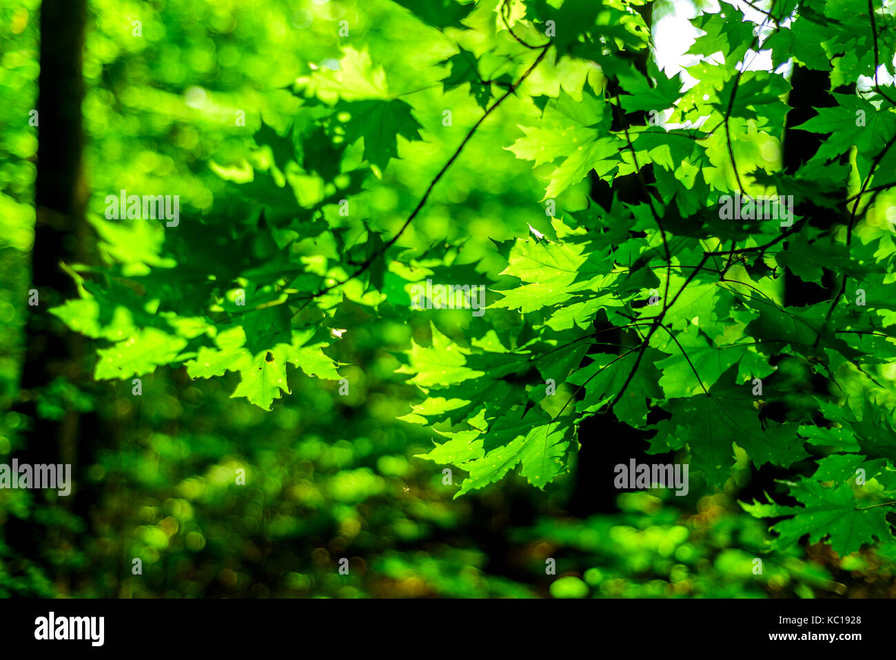 Lush green forest hi-res stock photography and images - Alamy