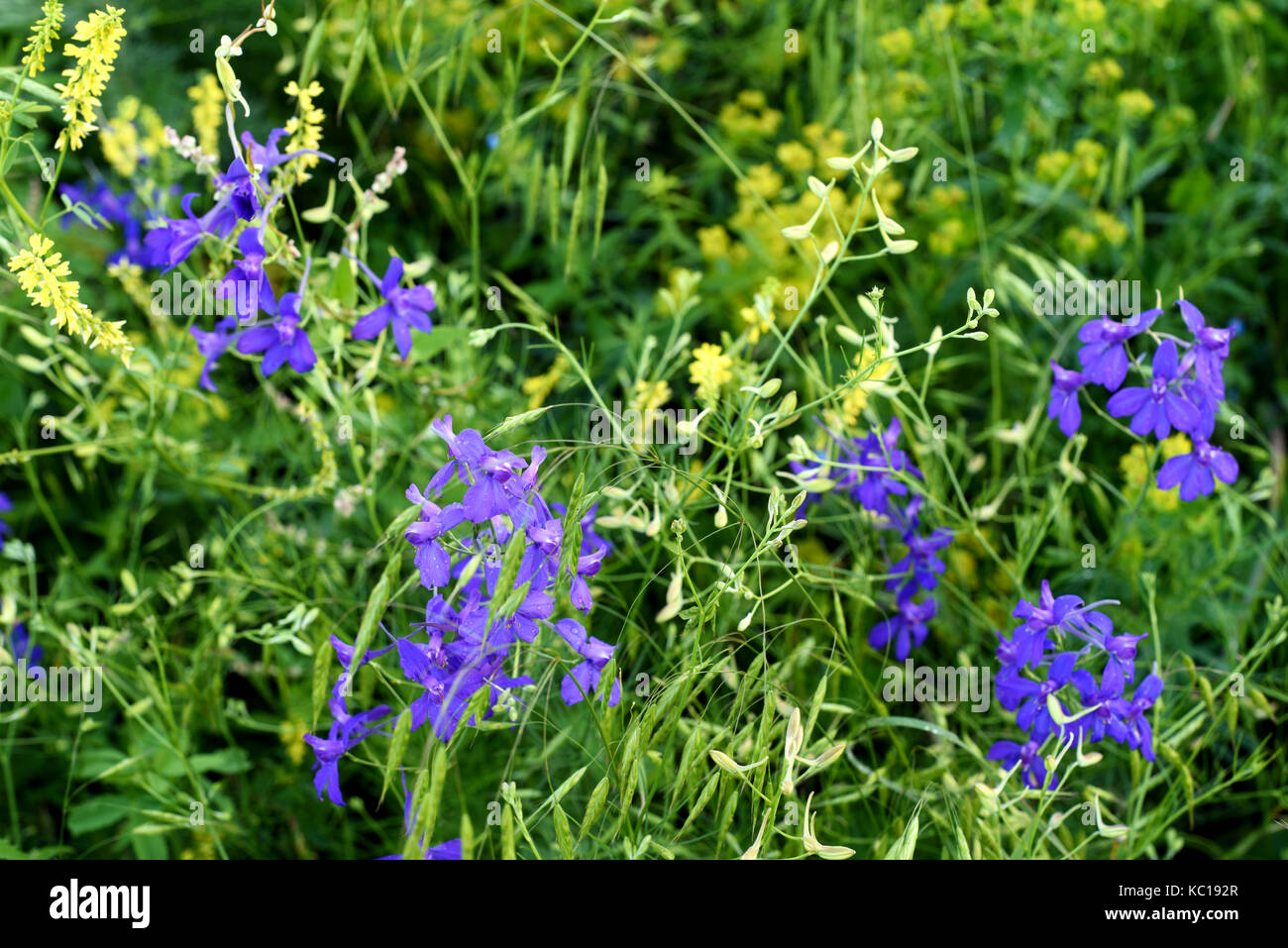 Larkspur flowers hires stock photography and images Alamy