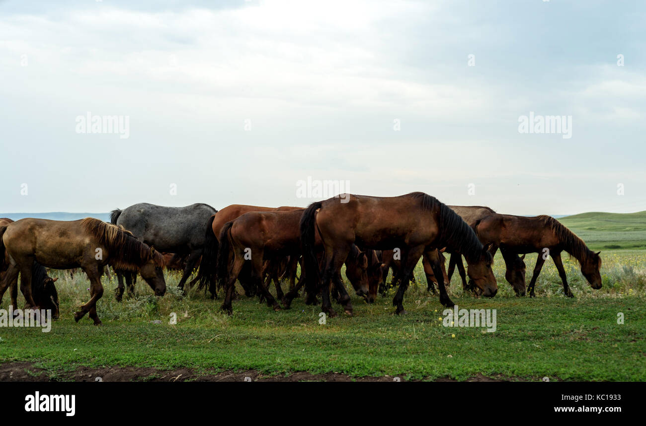 Brown and black horses with bent heads graze in a grass field with a summer white sky and overcast clouds Stock Photo