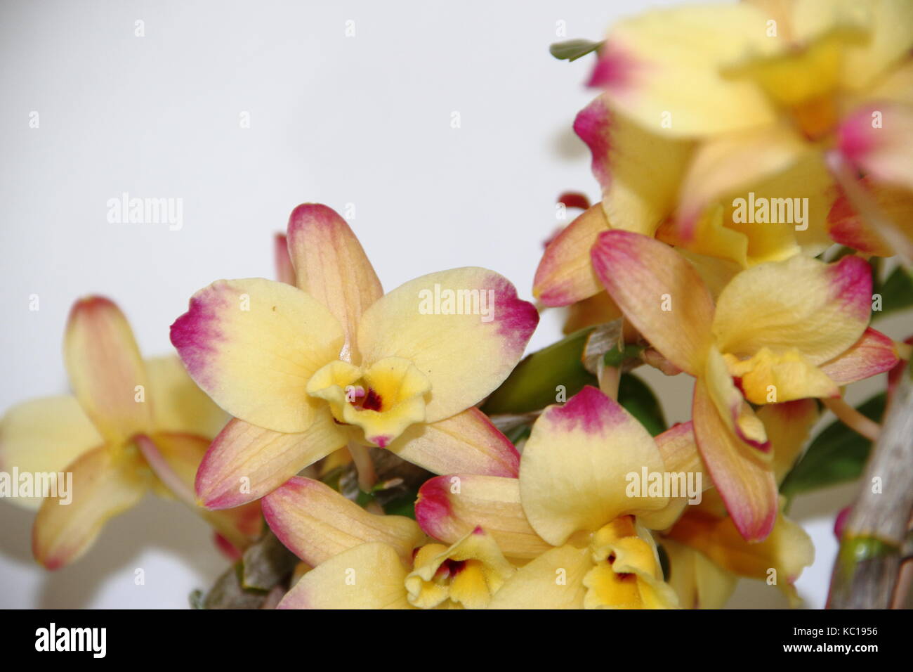 colorful orchid parasitic plants bloomed in spring Stock Photo