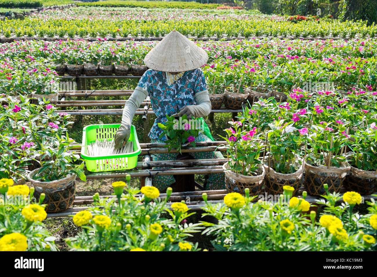 A gardener cares for the flowers in her garden in Sa Dec, Dong Thap, Vietnam. Sadec (Sa Dec) is flower producing center. Stock Photo