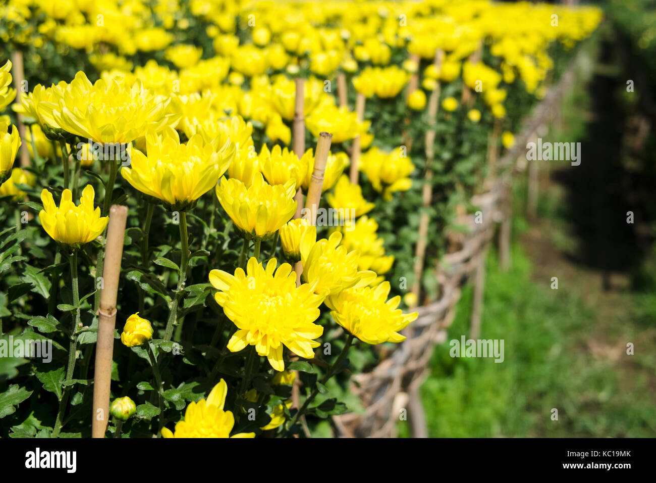 Yellow daisy flowers field in blooming time, Sadec, Dong Thap, Vietnam. Sa Dec is one of the biggest flower stocks in Mekong Delta. Stock Photo
