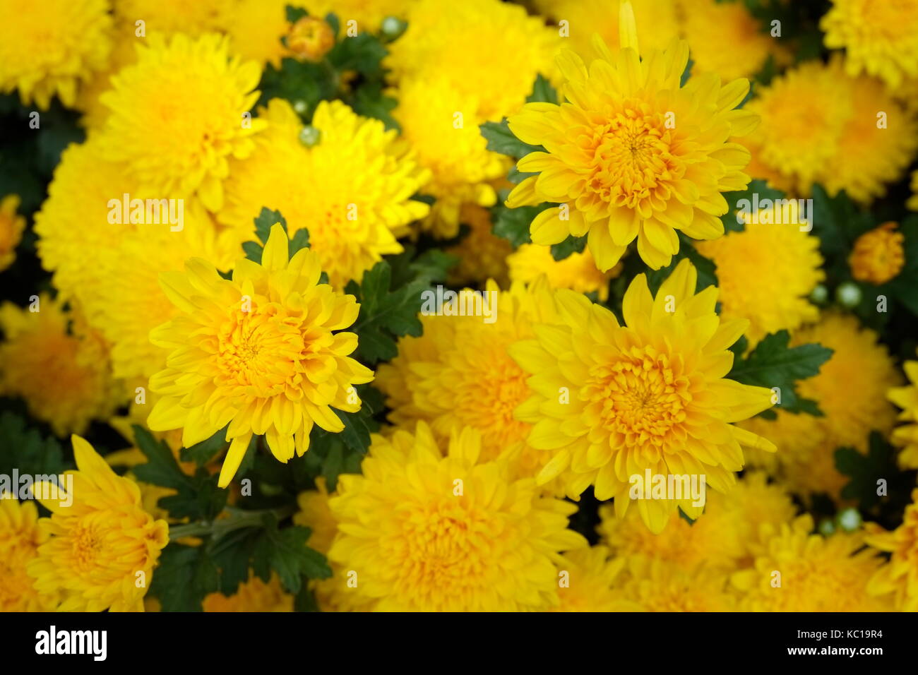 Beautiful yellow daisy flowers in Tet holiday, Saigon, Vietnam Stock Photo