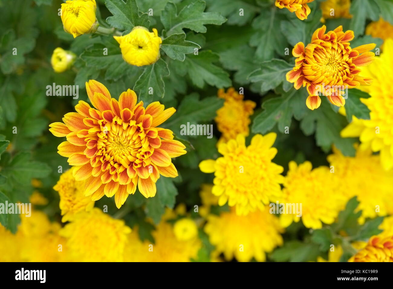 Beautiful yellow daisy flowers in Tet holiday, Saigon, Vietnam Stock Photo