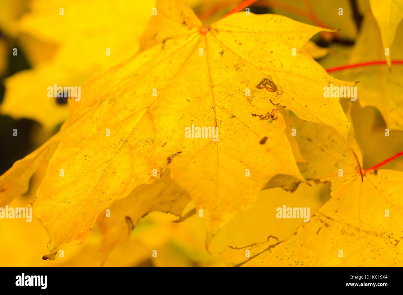 Maple like leaf hires stock photography and images Alamy