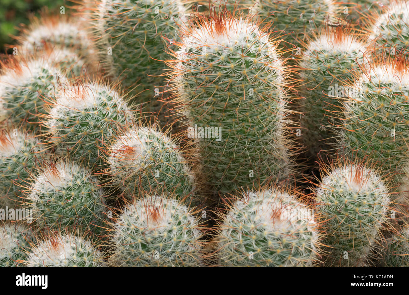 Echinopsis Eyriesii cactus close up. Stock Photo