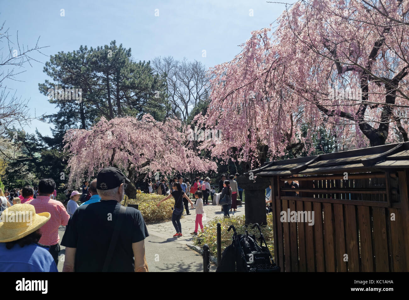 Visitors and tourists walking through the Brooklyn Botanic gardens enjoying the Spring cherry blossom trees bloom. Stock Photo