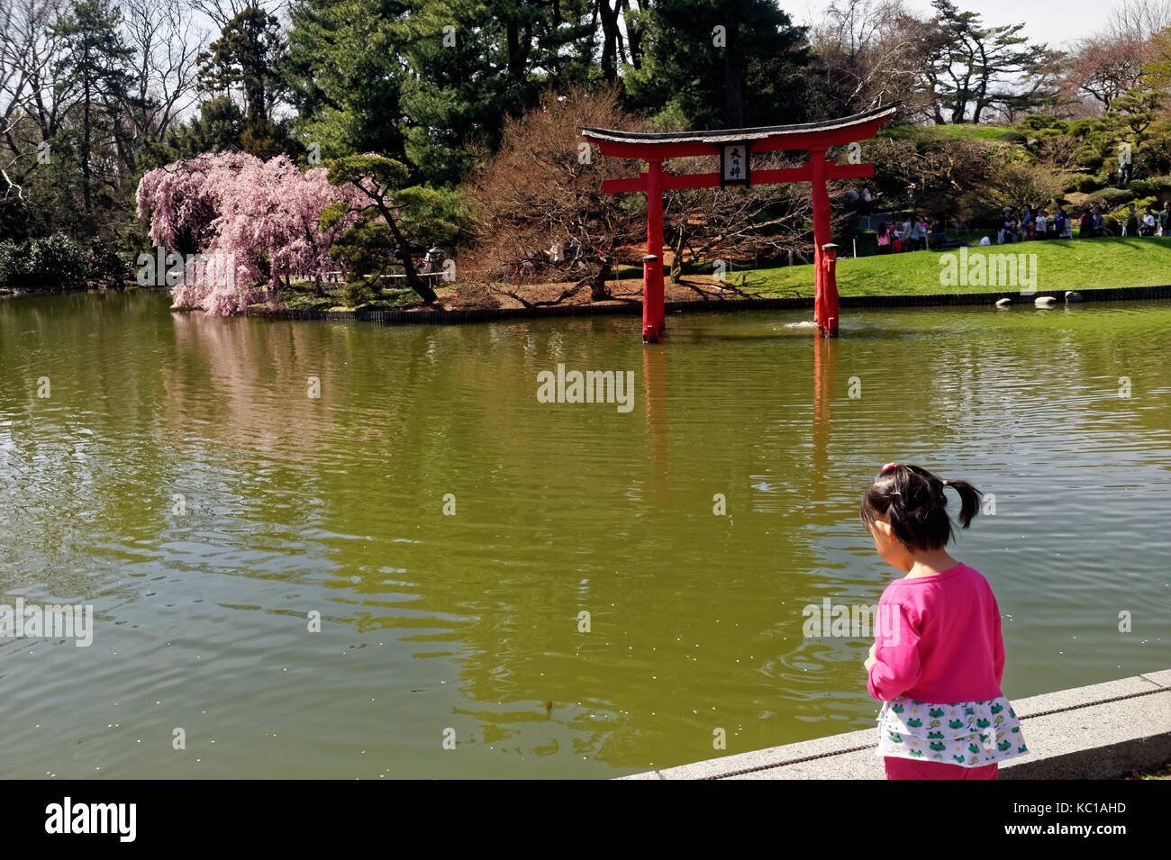 Little girl gazing at a pond at the Japanese Garden, Brooklyn Botanic Gardens. Stock Photo