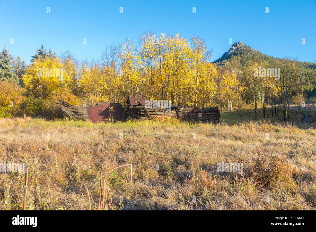 Abandoned cabin in front of golden aspen leaves in Golden Gate Canyon State Park, Colroado, USA. Stock Photo