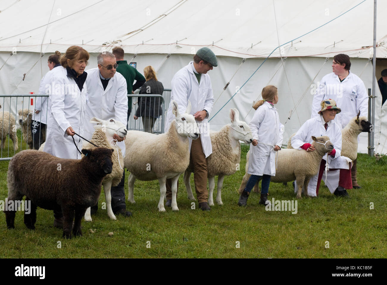 sheep and handlers in a show ring Stock Photo