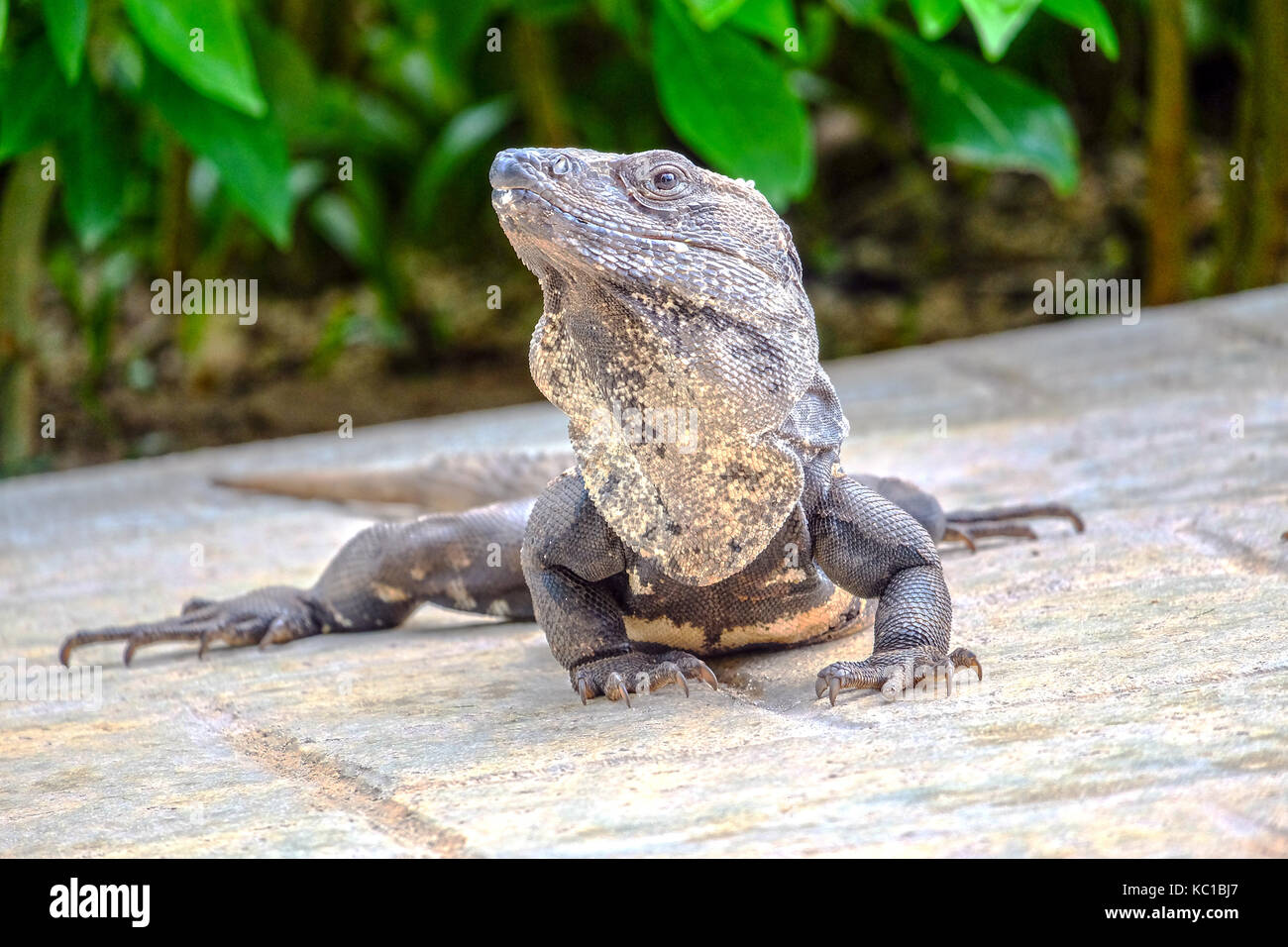 Yucatan Lizard in Tulum, Yucatan, Mexico Stock Photo Alamy