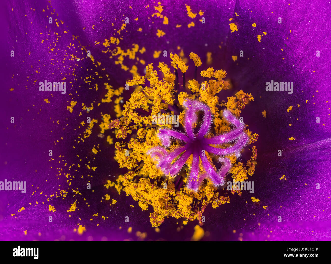 Beautiful purple and pink flower, with bright yellow center, Portulaca grandiflora species, closeup macro, with lots of polllen Stock Photo