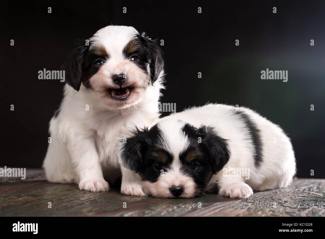 Two cute puppies Stock Photo - Alamy